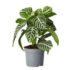 Zebraplante - Aphelandra squarrosa 'Botanica' - Højde 25-45cm - ⌀13cm Krukkeplanter Indendørs