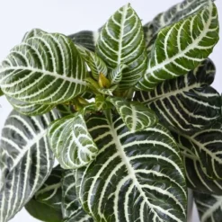 Zebraplante - Aphelandra squarrosa 'Botanica' - Højde 25-45cm - ⌀13cm Krukkeplanter Indendørs