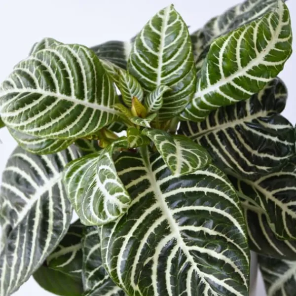 Zebraplante - Aphelandra squarrosa 'Botanica' - Højde 25-45cm - ⌀13cm Krukkeplanter Indendørs