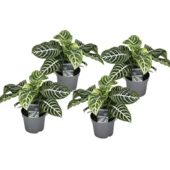 Zebraplante - Sæt 4 - Aphelandra squarrosa 'Botanica' - Højde 25-45cm - ⌀13cm Krukkeplanter Indendørs