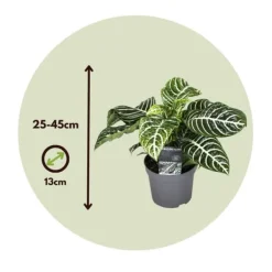 Zebraplante - Sæt 4 - Aphelandra squarrosa 'Botanica' - Højde 25-45cm - ⌀13cm Krukkeplanter Indendørs