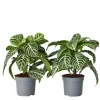Krukkeplanter Indendørs^Zebraplante - Sæt 2 - Aphelandra squarrosa 'Botanica' - Højde 25-45cm - ⌀13cm