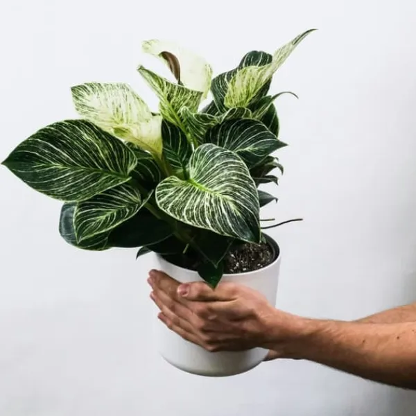 Krukkeplanter Indendørs^Zebraplante - Sæt 2 - Aphelandra squarrosa 'Botanica' - Højde 25-45cm - ⌀13cm