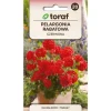 Outlet Zonal geranium rød frø - Farverige blomster til altaner og blomsterbede Frø